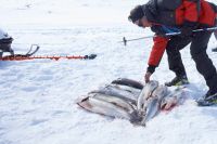 Зимняя рыбалка на Чукотке (вездеходно-снегоходный тур) 