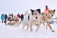 путешествие на собачьих упряжках по Восточной Чукотке