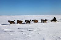 Путешествие на собачьих упряжках по Восточной Чукотке
